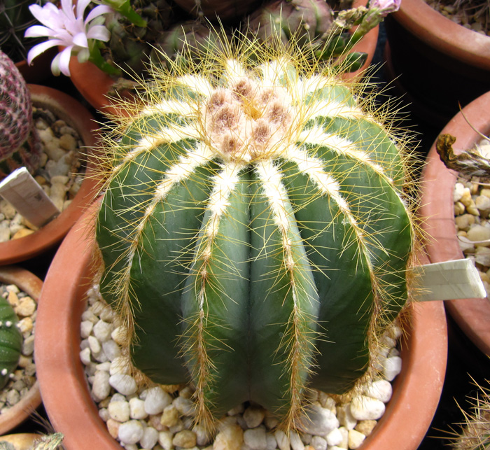 Notocactus magnificus